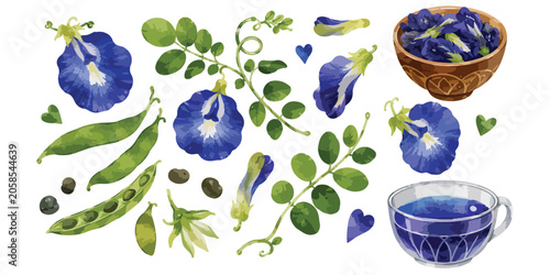 Schilderij op canvas Watercolor blue butterfly pea flowers pods and tea collection