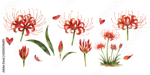 Canvas-taulu Watercolor red spider lily flowers and autumn lycoris set