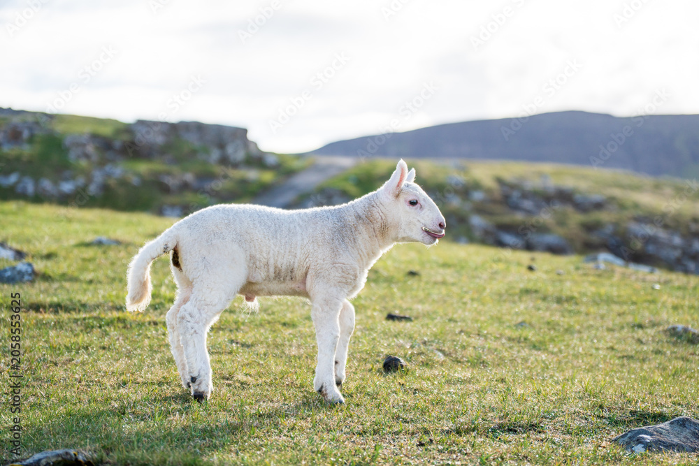 Obraz premium lamb