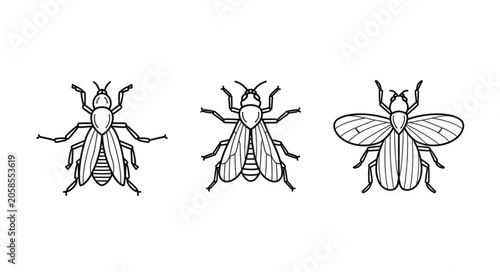 Vászonkép Three detailed insect illustrations in a row.