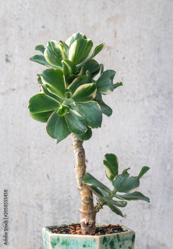 Beautiful plant Crassula Curly green variegata. Stylish Money Tree
