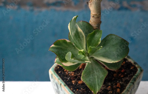 Beautiful plant Crassula Curly green variegata. Stylish Money Tree
