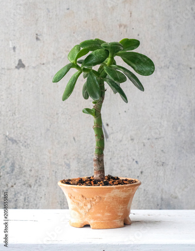 Rare jade plant: Crassula money tree succulent variety