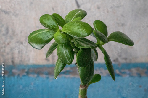 Rare jade plant: Crassula money tree succulent variety