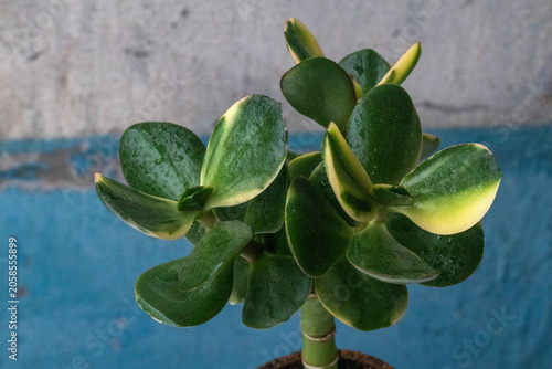 Rare jade plant: Crassula money tree succulent variety