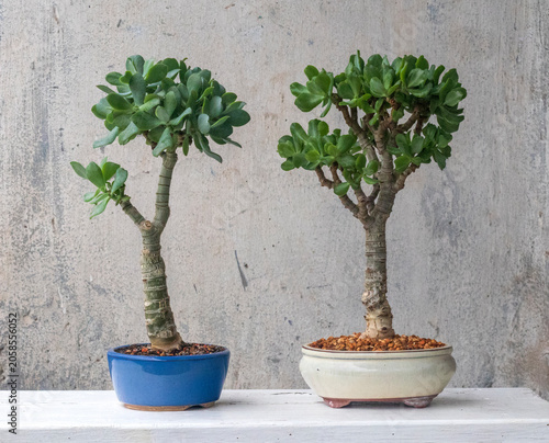 Rare jade plant: Crassula money tree succulent variety