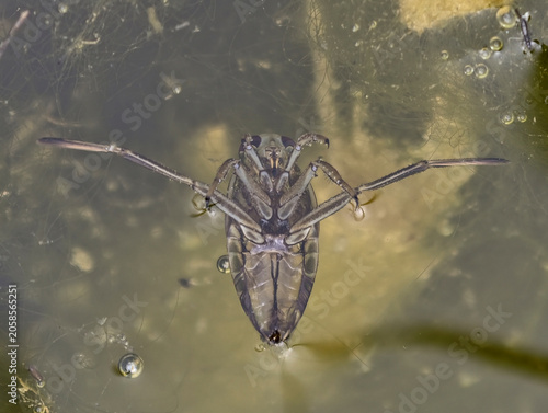 Foto Common backswimmer Notonecta glauca swimming upside down under water surface macro