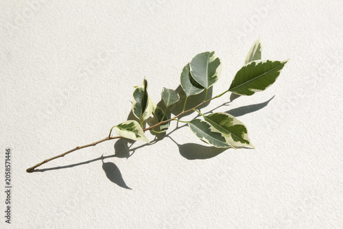 Konstfotografi It is a branch of a variegated Benjamin tree.