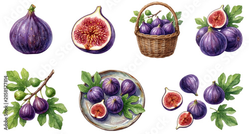 watercolor set of fresh purple figs (ficus carica) including whole halved and on a branch on a transparent background
