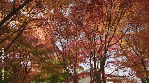秋の宮ヶ瀬湖畔園地 紅葉 Autumn foliage at Miyagase Lakeside Park