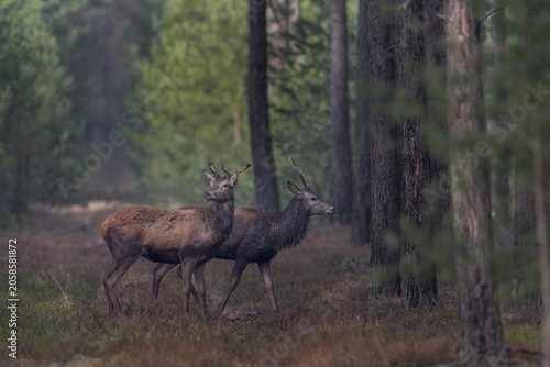 Some red deer (Cervus elaphus) seem nervous, probably they had wolf contact (Canis lupus) with a large herd of 12 animals, I know that exactly because I met the herd 15 minutes in front of, wolf contact, shedding time, antler loss, March, Germany