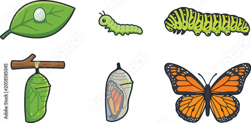 Tableau sur toile Monarch Butterfly Life Cycle Vector Set with Egg Leaf Caterpillar Chrysalis Meta
