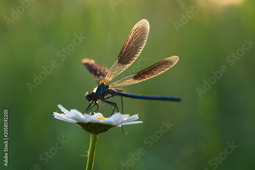 Quadro su tela Banded demoiselle dragonfly sitting on an oxeye daisy flower with morning dew on