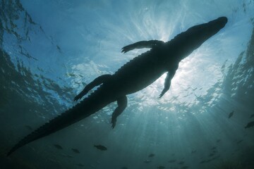 Saltwater crocodile swimming underwater in Australia. Silhouette of dangerous reptile predator hunting in lake with sun rays filtering through surface. Wildlife and nature photography.