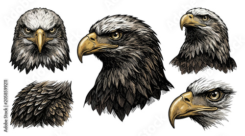 Detailed illustrations of eagle heads.