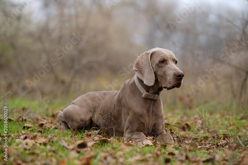 Obraz na plátně A curious young Weimaraner puppy lies in a grassy field at sunset, gazing upwards with a green collar, embodying serene outdoor tranquility