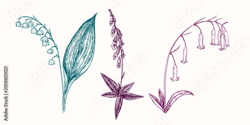 Bild auf Leinwand Bluebell flowers collection, May Day flower or Lily of the Valley (Convallaria m