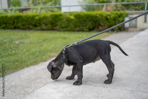 Side view of a black dog sniffing the ground while walking on a paved path outdoors, with grass and hedges in the background.