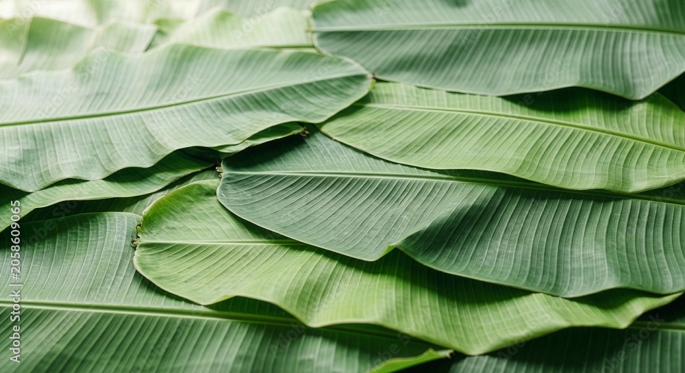 Obraz premium Top view of several vibrant green banana leaves overlapping each other, showing detailed parallel veins and a natural, textured tropical background.