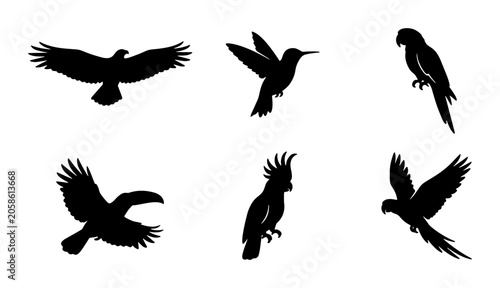 Photography Diverse Bird Silhouettes Collection, Exotic Parrot, Hummingbird, Eagle, Toucan,