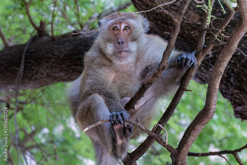 Macaque monkey (Macaca fascicularis) in a tree at Phra Nang Beach, Railay, in Krabi, southern Thailand. Looking wistfully to the side. 
