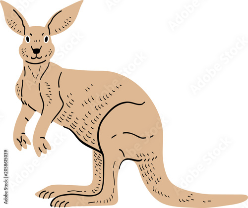 Illustration of a Kangaroo