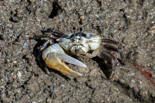 Male Fiddler crab at low tide on the mud flats of Railay Beach in Railay, Krabi, southern Thailand. Large white claw held in front of its body.
