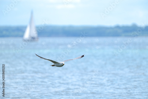 Silbermöwe überr der Ostsee bei Eckernförde, larus argentatus