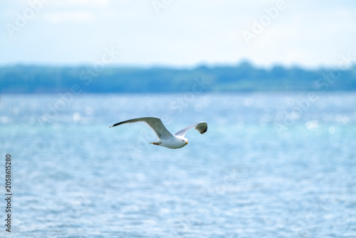 Silbermöwe überr der Ostsee bei Eckernförde, larus argentatus