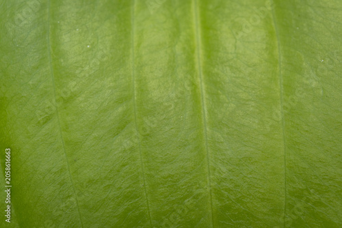 Green background with leaf texture.