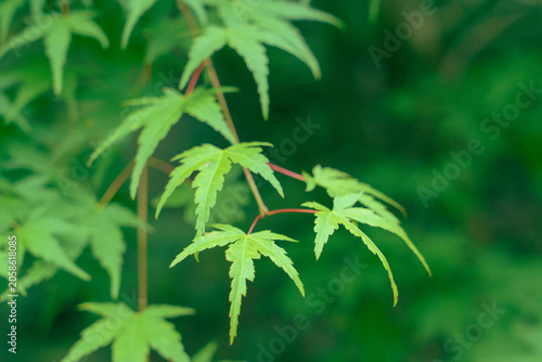 新緑のもみじの葉　背景素材