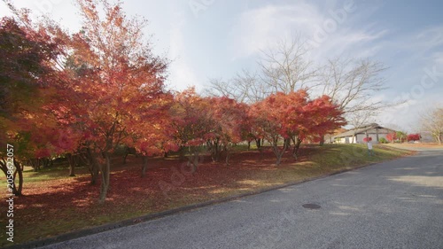秋の宮ヶ瀬湖畔園地 紅葉 Autumn foliage at Miyagase Lakeside Park