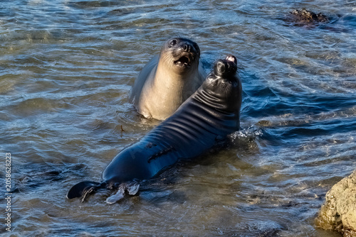 Pair of northern Elephant Seals (Mirounga angustirostris) facing each other in the water near the beach, north of Cambria, California.  One with mouth open, calling. 

