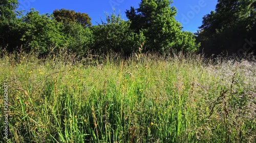 Tall spring meadow grasses beside woodland edge under clear blue sky