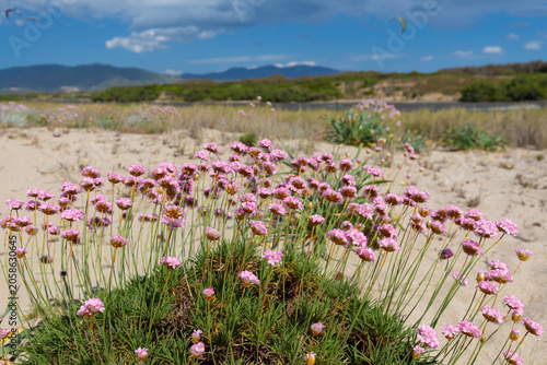 Pink flowers Armeria maritima blooming on sand dunes by the sea under a cloudy sky, Sardinia, Sassari Province, Italy - background or wallpaper
