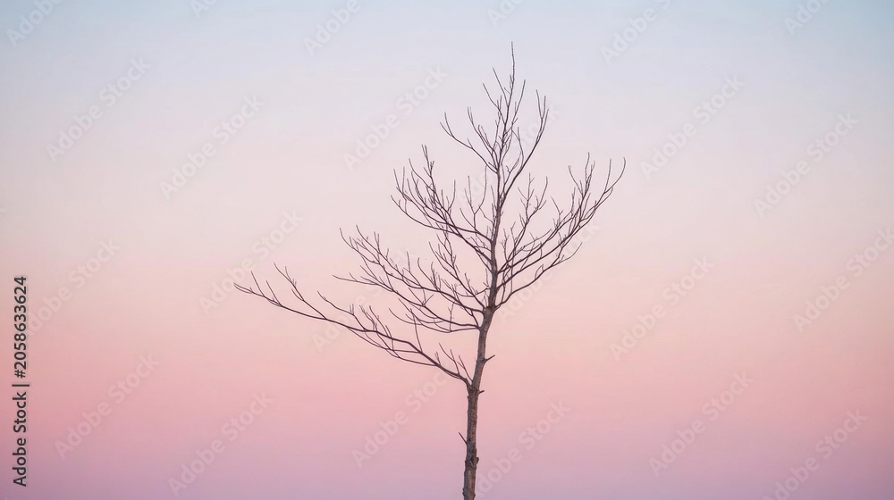 Obraz premium Twisted Bare Winter Tree Silhouette Against Soft Sky