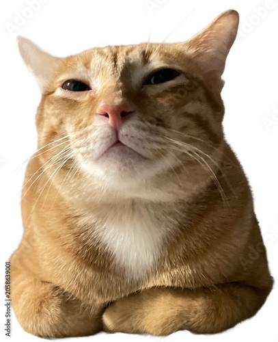Принти на полотні Smug orange tabby cat looking down isolated on white background