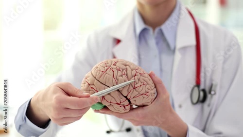 Medical doctor or neurologist pointing at an anatomical brain model