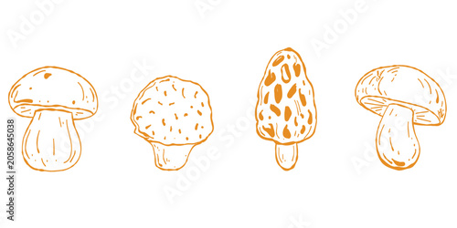 Konstfotografi Edible Forest Mushrooms Set