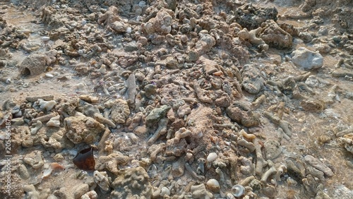 Φωτογραφία beautiful coral reefs on the beach