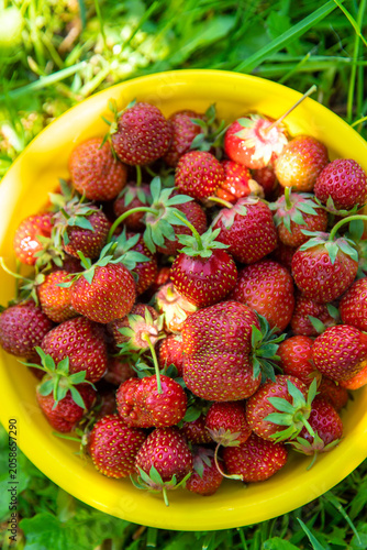 A bowl of strawberries in the garden. Selective focus.