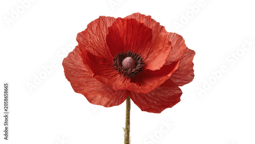 Bild auf Leinwand Vibrant red poppy flower with delicate petals, isolated on transparent backgroun