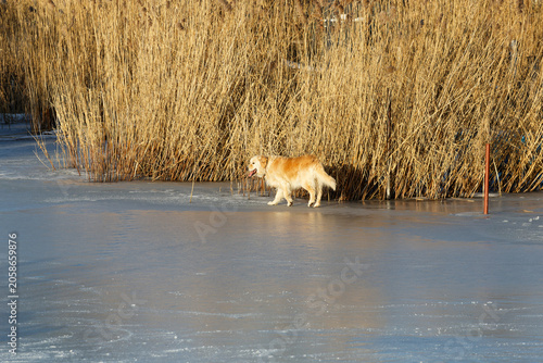Golden retriever walks on frozen lake near reeds