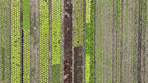 Farm assorted plenty of organic bio lettuces Lactuca sativa drone aerial rocket colewort salad Eruca Red leaf Lollo Rossa Oakleaf Romaine Winter Landis lettuce plant greenhouse leaf lobed sturdy dark