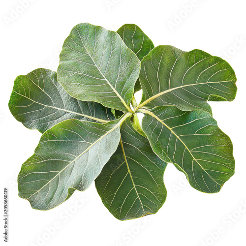 Lush green fiddle leaf fig leaves displaying detailed vein structures isolated on white background