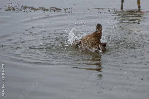 Wild duck splashes in water during afternoon swim