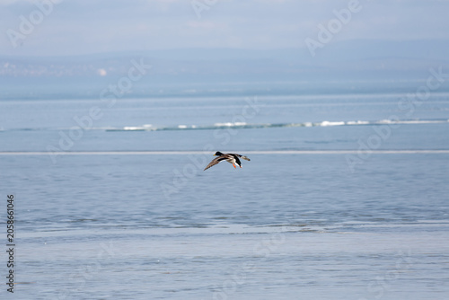 Wild duck flies over calm water in bright daylight