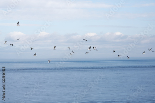 Seagulls flying over the ocean during the day