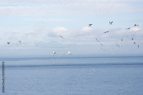 Swans and birds soar over the water