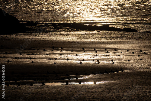 Φωτογραφία Wooden posts cast silhouettes across glistening shoreline as sunlight catches th